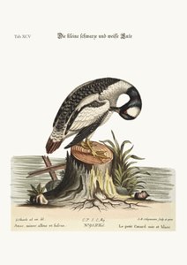 小さな黒と白のアヒル、1749-73